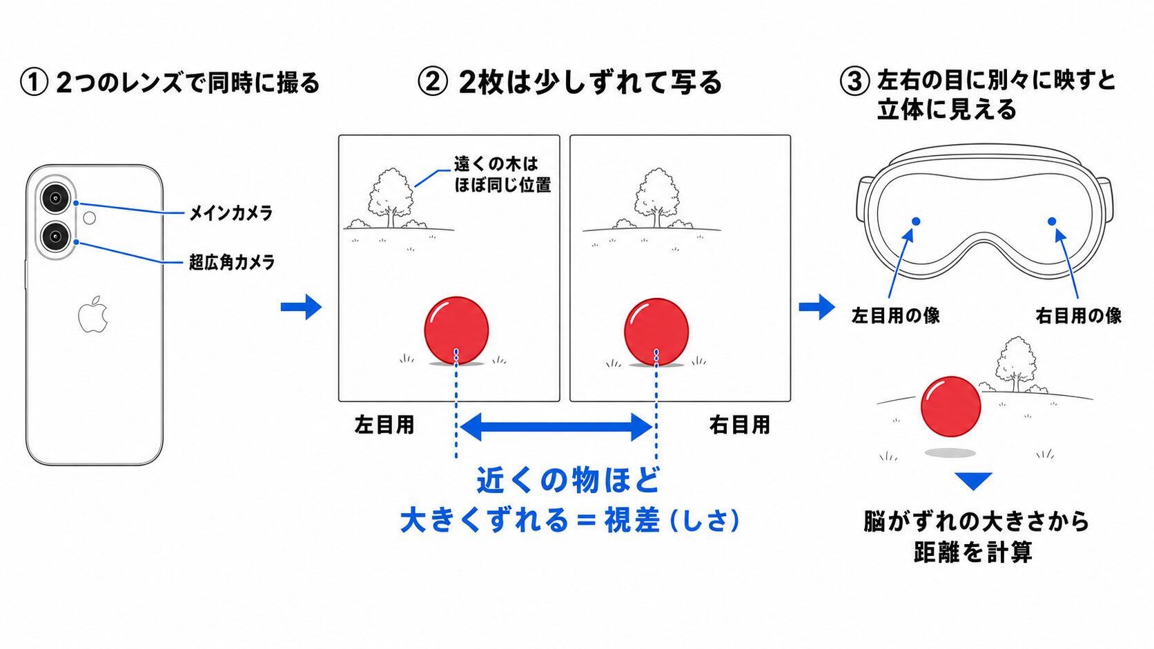 空間写真が立体に見える仕組みの3ステップ図。iPhoneの2つのレンズで同時に撮り、左目用と右目用の2枚では遠くの木は同じ位置のまま近くのボールだけ大きくずれて写り(このずれが視差)、左右の目に別々に映すと脳がずれの大きさから距離を計算して立体に見える流れを示している